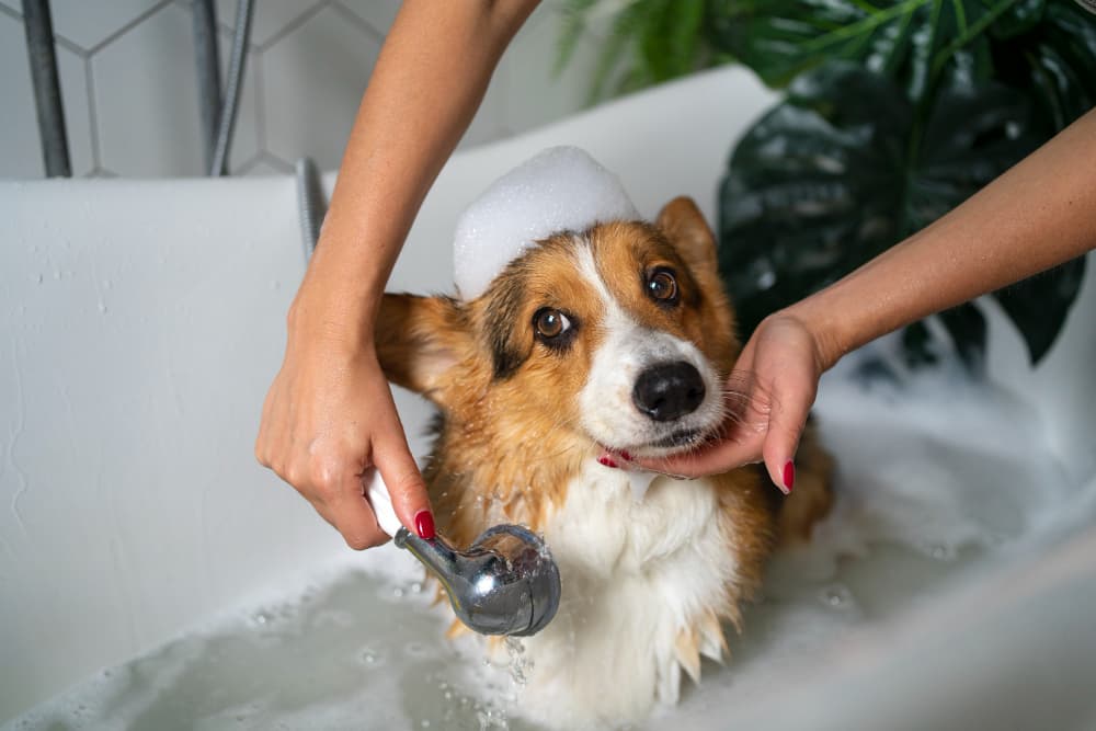Banho e tosa na Zona Norte: o segredo dos pets felizes
