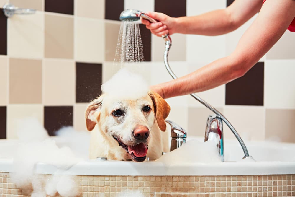 Seu pet merece mais! Descubra o banho com ozônio na Zona Norte