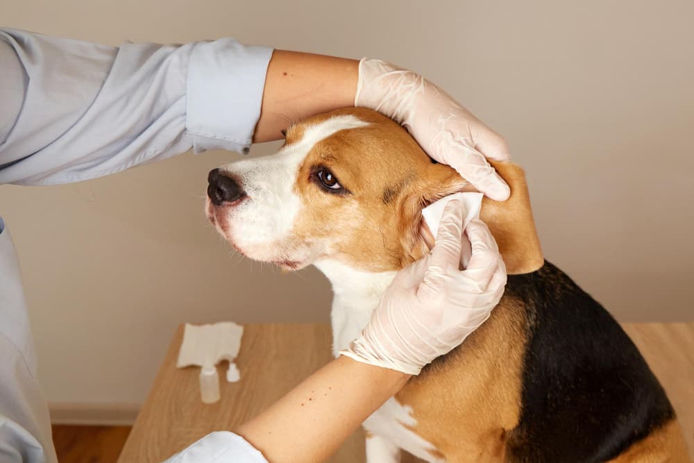 Limpeza de ouvidos em cães: quando fazer?