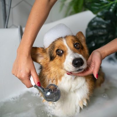 Banho e tosa na Zona Norte: o segredo dos pets felizes