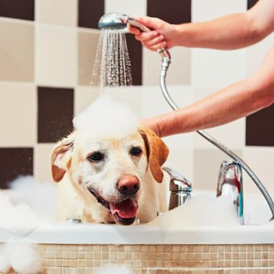 Seu pet merece mais! Descubra o banho com ozônio na Zona Norte
